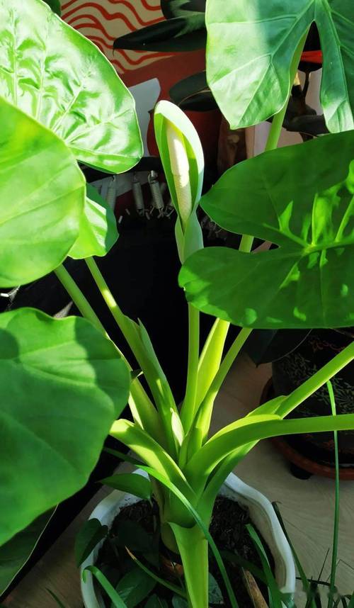 1种大叶植物真好养简单养护就能长势旺盛美观又大方 范文模稿 1种大叶植物真好养简单养护就能长势旺盛美观又大方 范文模稿