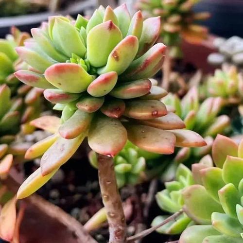 SEUer春天跟绿植一起蓬勃生长 范文模稿 SEUer春天跟绿植一起蓬勃生长 范文模稿