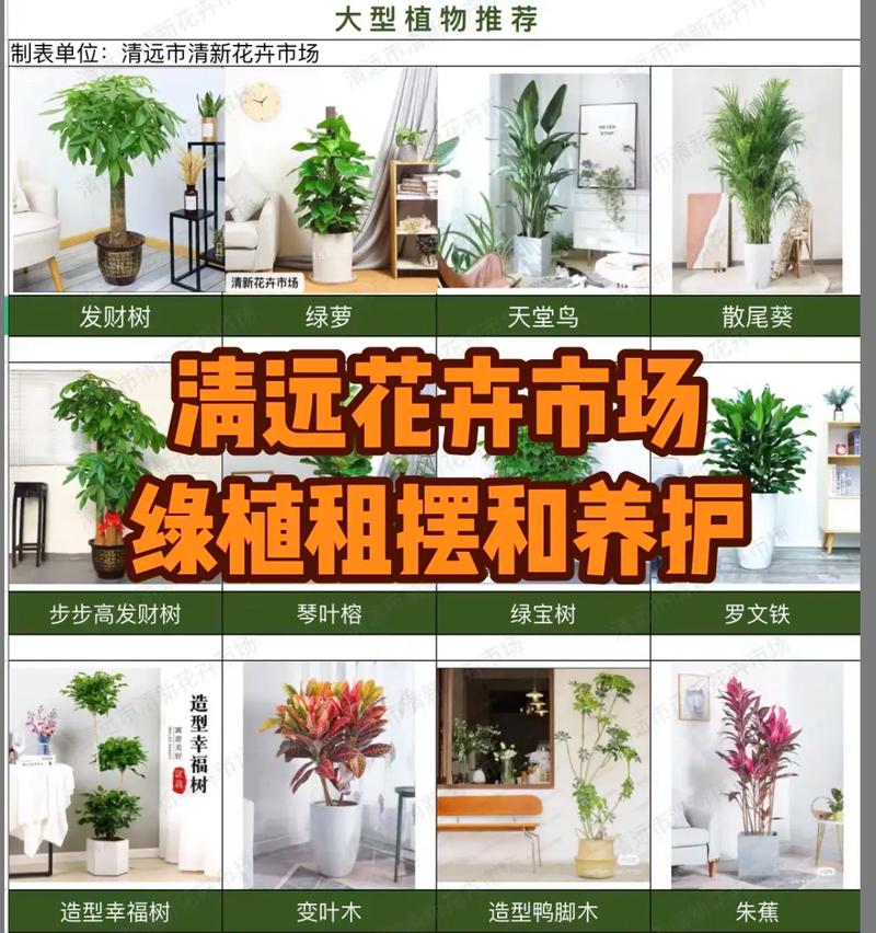 办公室内绿植租赁植物养护讲解 范文模稿 办公室内绿植租赁植物养护讲解 范文模稿