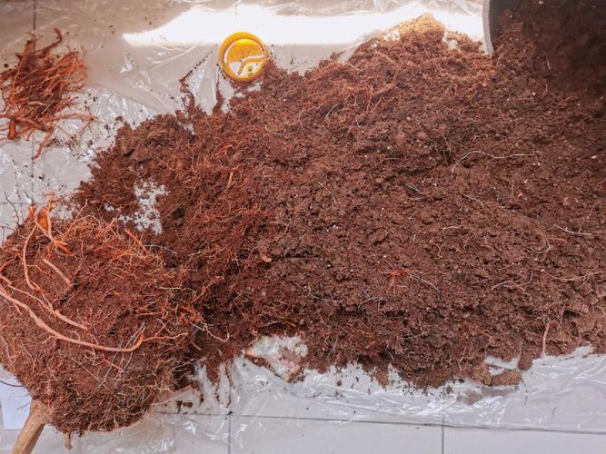 照顾室内盆栽绿植注意这几点避免植物黄叶和烂根 范文模稿 照顾室内盆栽绿植注意这几点避免植物黄叶和烂根 范文模稿