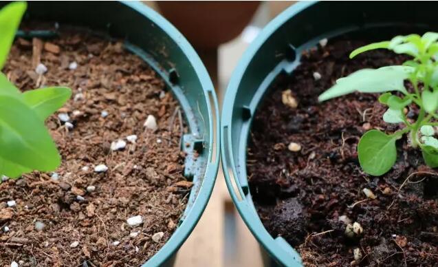 20种可以种植在湿润土壤中的植物不用担心潮湿的问题 范文模稿 20种可以种植在湿润土壤中的植物不用担心潮湿的问题 范文模稿