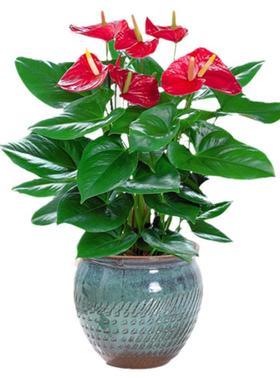 这9种常见室内绿植开花便是吉兆该怎么养好它们呢 范文模稿 这9种常见室内绿植开花便是吉兆该怎么养好它们呢 范文模稿