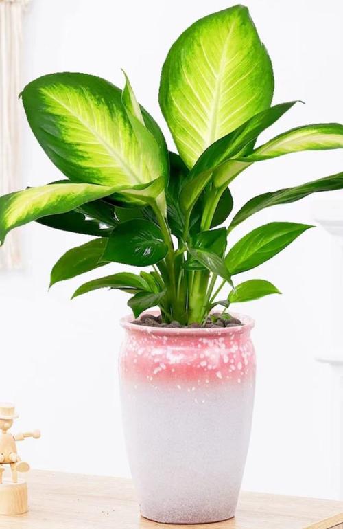 绿意盎然探索室内植物的美学与养护 范文模稿 绿意盎然探索室内植物的美学与养护 范文模稿