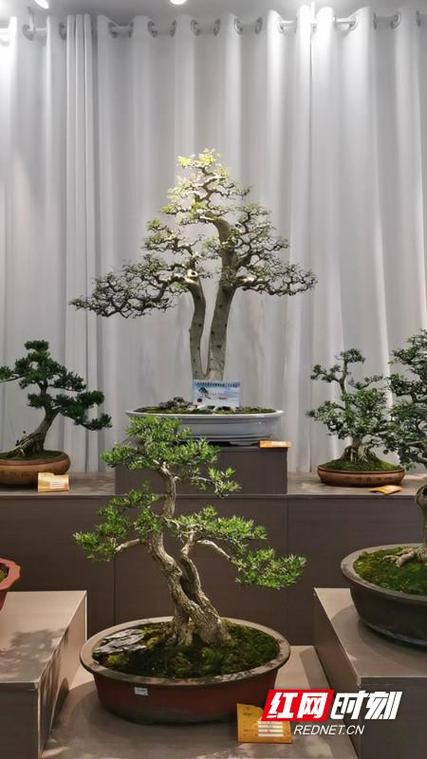 湖南省永兴县名贵花卉种养有限公司走特色苗木之路 建宜居庭院景观 范文模稿 湖南省永兴县名贵花卉种养有限公司走特色苗木之路 建宜居庭院景观 范文模稿