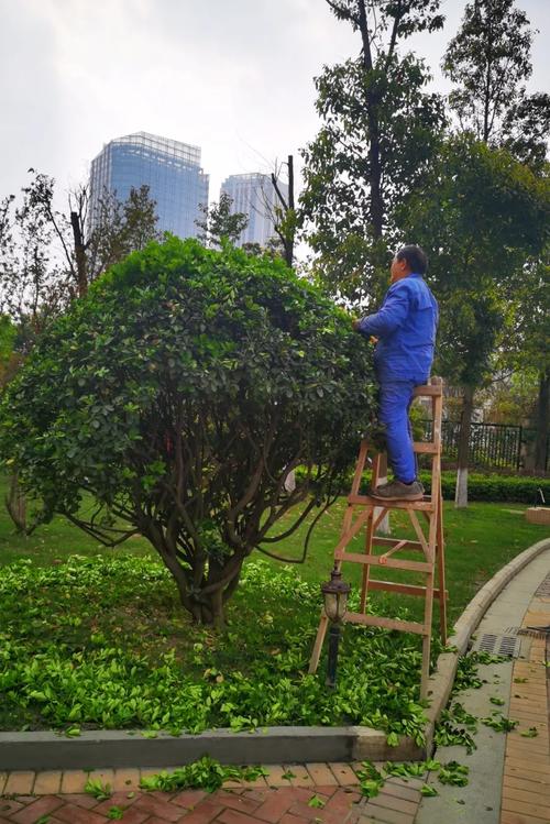 丽岛物业精细化绿化养护打造城市生态之美 范文模稿 丽岛物业精细化绿化养护打造城市生态之美 范文模稿