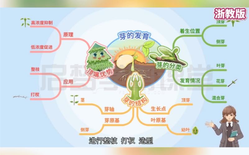 张晨曦植物的一生思维导图 范文模稿 张晨曦植物的一生思维导图 范文模稿
