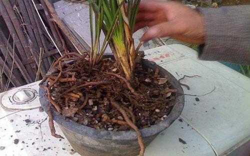 花卉叶片耷拉没精神换个地方养浇水方法改一下情况能转好 范文模稿 花卉叶片耷拉没精神换个地方养浇水方法改一下情况能转好 范文模稿