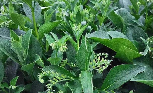 可抗冻40度低温的牧草俄罗斯饲料菜产量高在冬季能种吗 范文模稿 可抗冻40度低温的牧草俄罗斯饲料菜产量高在冬季能种吗 范文模稿