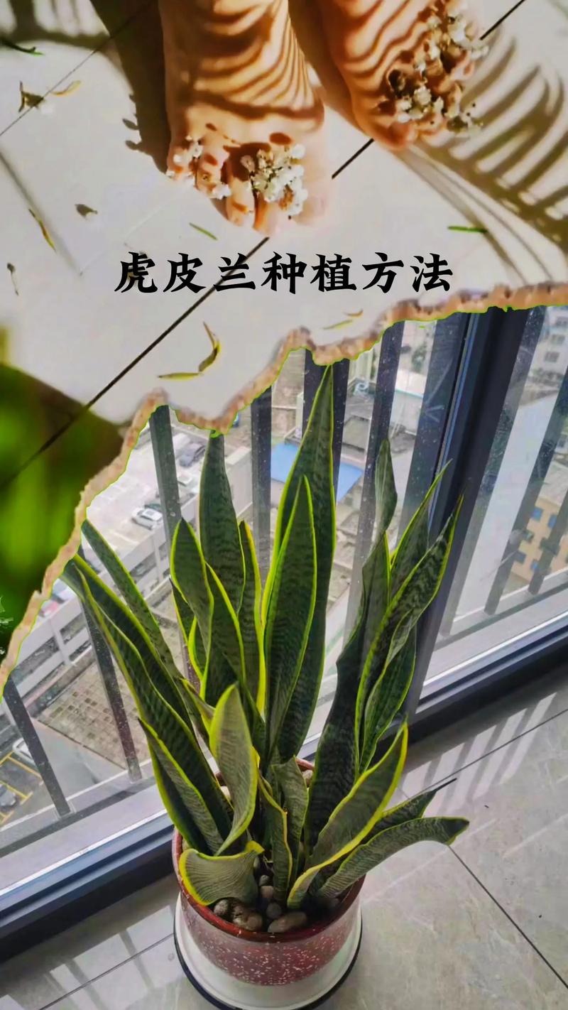一个把虎皮兰养的叶宽而肥厚的小技巧很简单哦 范文模稿 一个把虎皮兰养的叶宽而肥厚的小技巧很简单哦 范文模稿