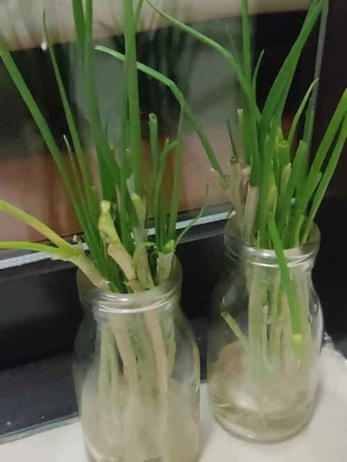 媳妇直接用葱头和水养成盆栽还能不断收获都不用买调料了 范文模稿 媳妇直接用葱头和水养成盆栽还能不断收获都不用买调料了 范文模稿