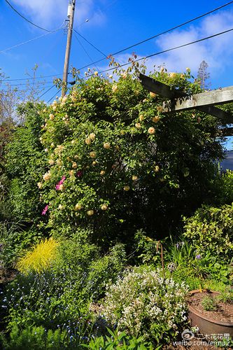 世界花园之旅加州硅谷私家花园 范文模稿 世界花园之旅加州硅谷私家花园 范文模稿