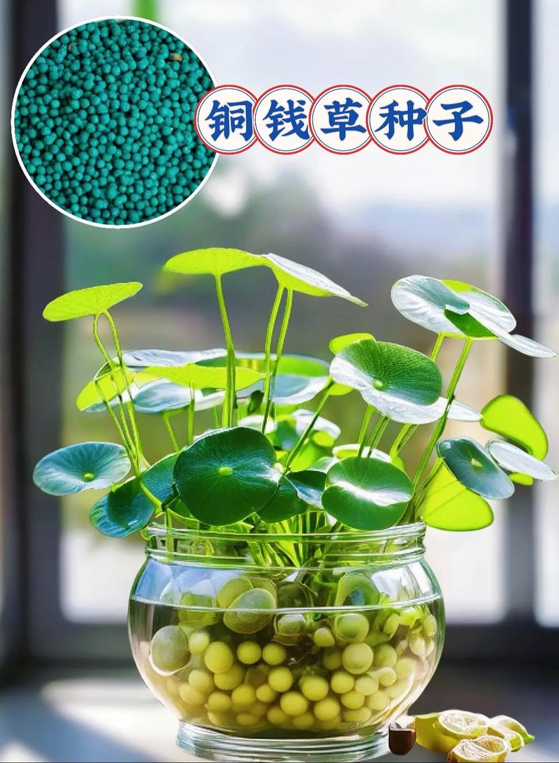 铜钱草根茎水培步骤 范文模稿 铜钱草根茎水培步骤 范文模稿