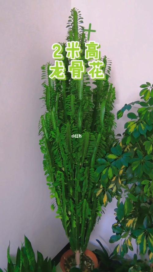 解锁霸气绿植龙骨仙人掌养护秘籍一花一草一世界 范文模稿 解锁霸气绿植龙骨仙人掌养护秘籍一花一草一世界 范文模稿