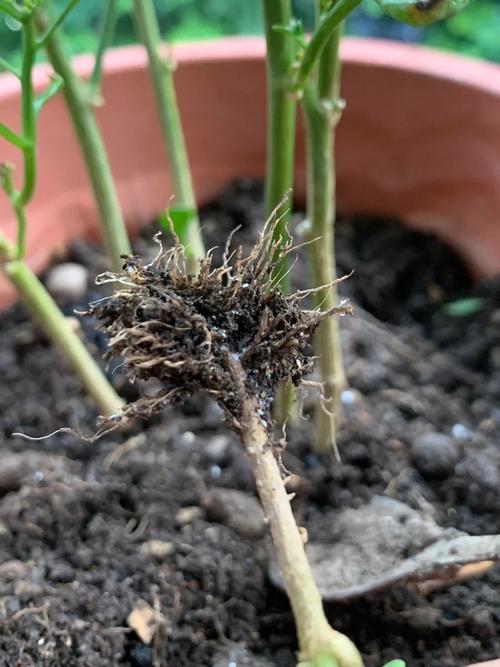 套盆 让植物根系不被烫伤的秘诀 范文模稿 套盆 让植物根系不被烫伤的秘诀 范文模稿