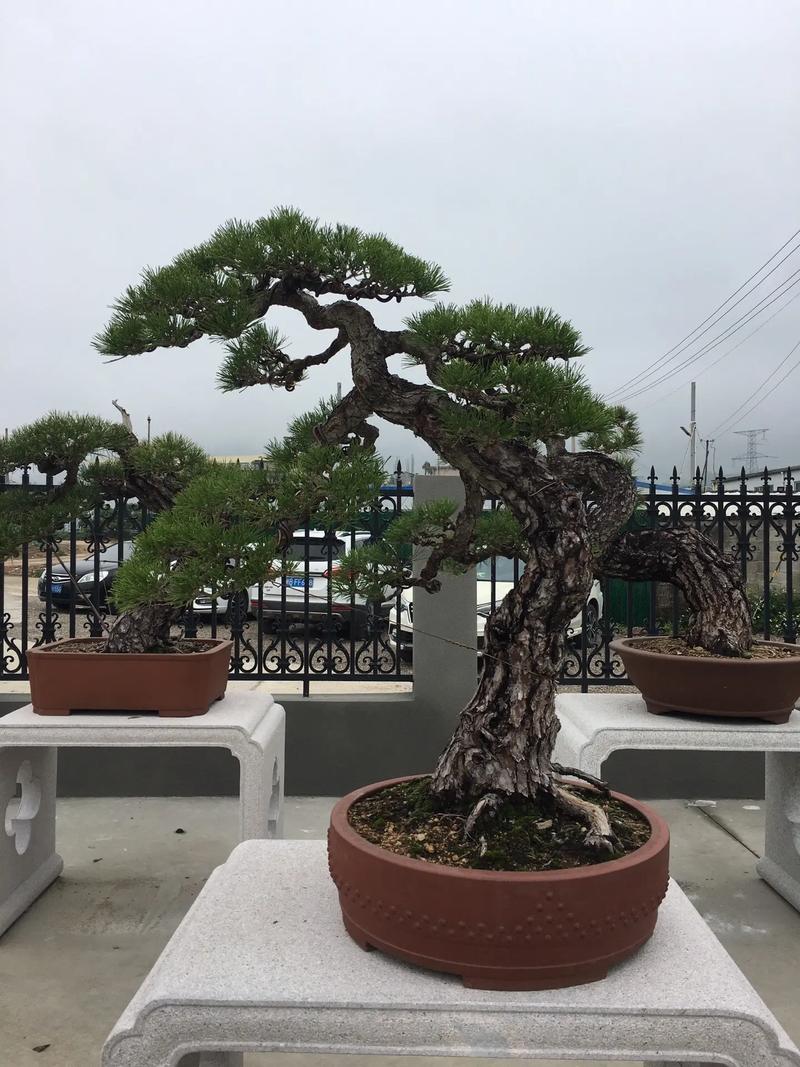 黑松盆景养护技巧真的很耐养 范文模稿 黑松盆景养护技巧真的很耐养 范文模稿