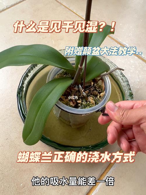 兰花草 喜欢 半阴半阳的植物 七分干 三分湿浇水法 范文模稿 兰花草 喜欢 半阴半阳的植物 七分干 三分湿浇水法 范文模稿