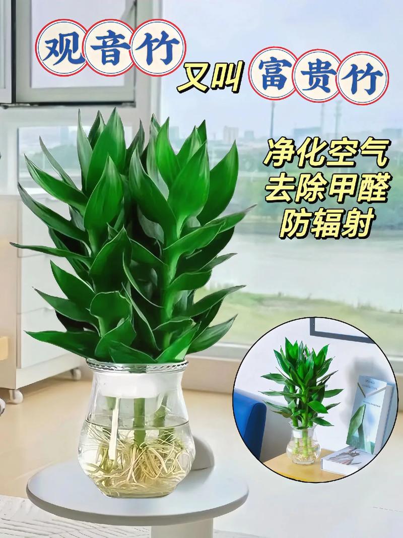 观音竹介绍与养护知识 范文模稿 观音竹介绍与养护知识 范文模稿