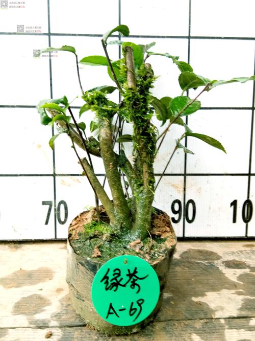 这几种植物最爱喝茶喝完叶片更绿根系长势更健壮 范文模稿 这几种植物最爱喝茶喝完叶片更绿根系长势更健壮 范文模稿