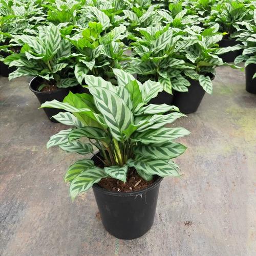 青莲竹芋养护养殖技术要点 范文模稿 青莲竹芋养护养殖技术要点 范文模稿