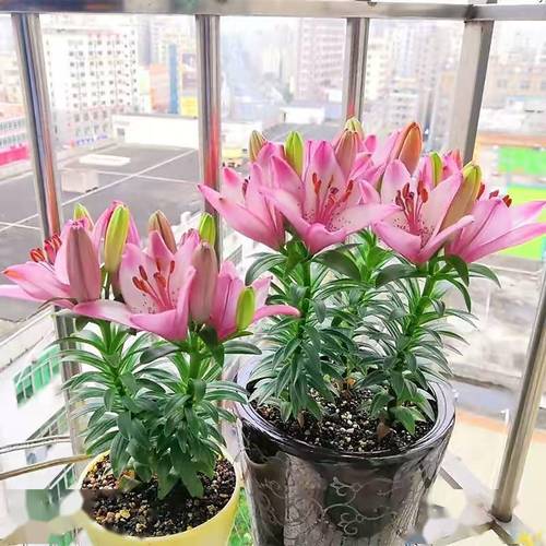 6种花属于夏天顽强皮实耐热漂亮茂盛养一盆旺一盆 范文模稿 6种花属于夏天顽强皮实耐热漂亮茂盛养一盆旺一盆 范文模稿