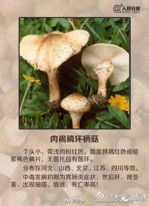 冲上热搜记住它的样子千万别吃有剧毒 范文模稿 冲上热搜记住它的样子千万别吃有剧毒 范文模稿