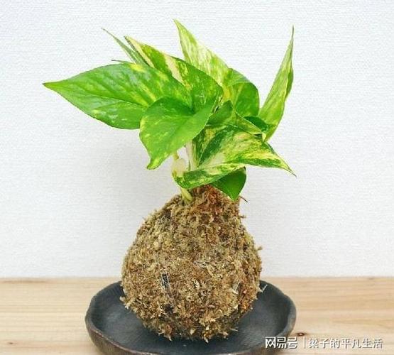 捡来的材料制作价值上百的苔藓球盆景普通绿植身价倍涨 范文模稿 捡来的材料制作价值上百的苔藓球盆景普通绿植身价倍涨 范文模稿