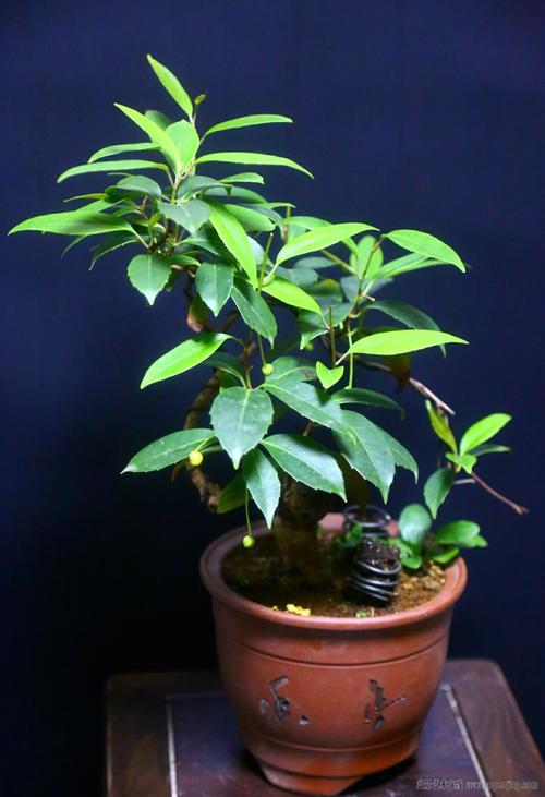 五味子不但是名贵药材还是制作盆景的优质素材 范文模稿 五味子不但是名贵药材还是制作盆景的优质素材 范文模稿