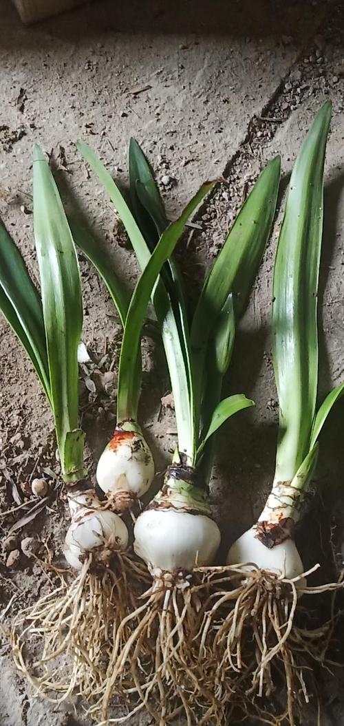 随笔植物的养护教程你信吗 范文模稿 随笔植物的养护教程你信吗 范文模稿