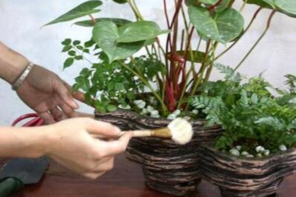 家庭盆栽植物怎么除尘便捷3个方法让花草保持洁净不再难 范文模稿 家庭盆栽植物怎么除尘便捷3个方法让花草保持洁净不再难 范文模稿