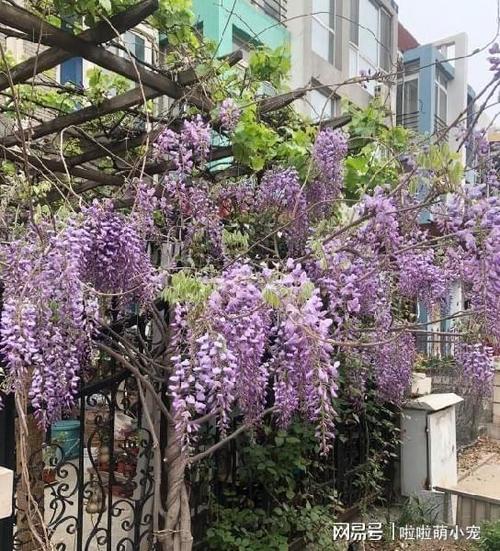 适合北方养的植物零下20度冻不死开春照样开花超好养 范文模稿 适合北方养的植物零下20度冻不死开春照样开花超好养 范文模稿