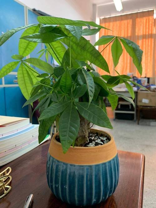 冬季室内环境密闭这些绿植还你一个清新的环境 范文模稿 冬季室内环境密闭这些绿植还你一个清新的环境 范文模稿