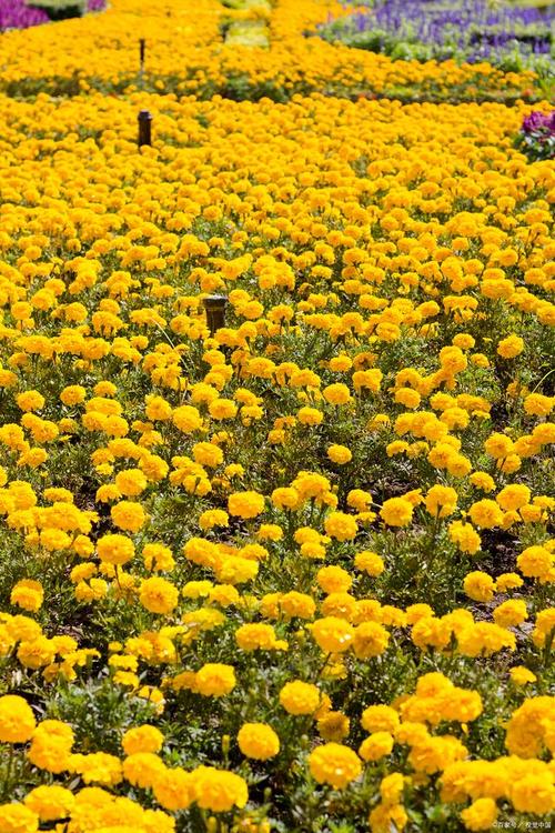日本花海景观及代表性植物 品种 范文模稿 日本花海景观及代表性植物 品种 范文模稿