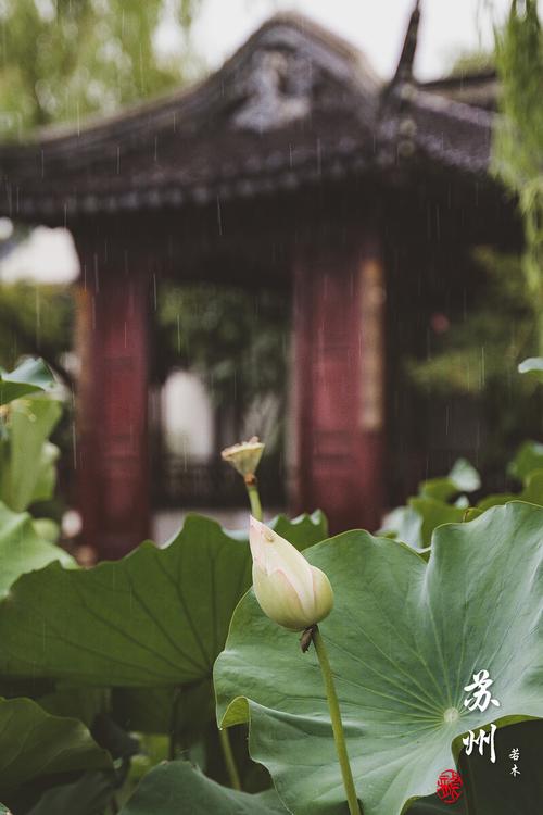 在苏州这座植物园追一场春雨 范文模稿 在苏州这座植物园追一场春雨 范文模稿