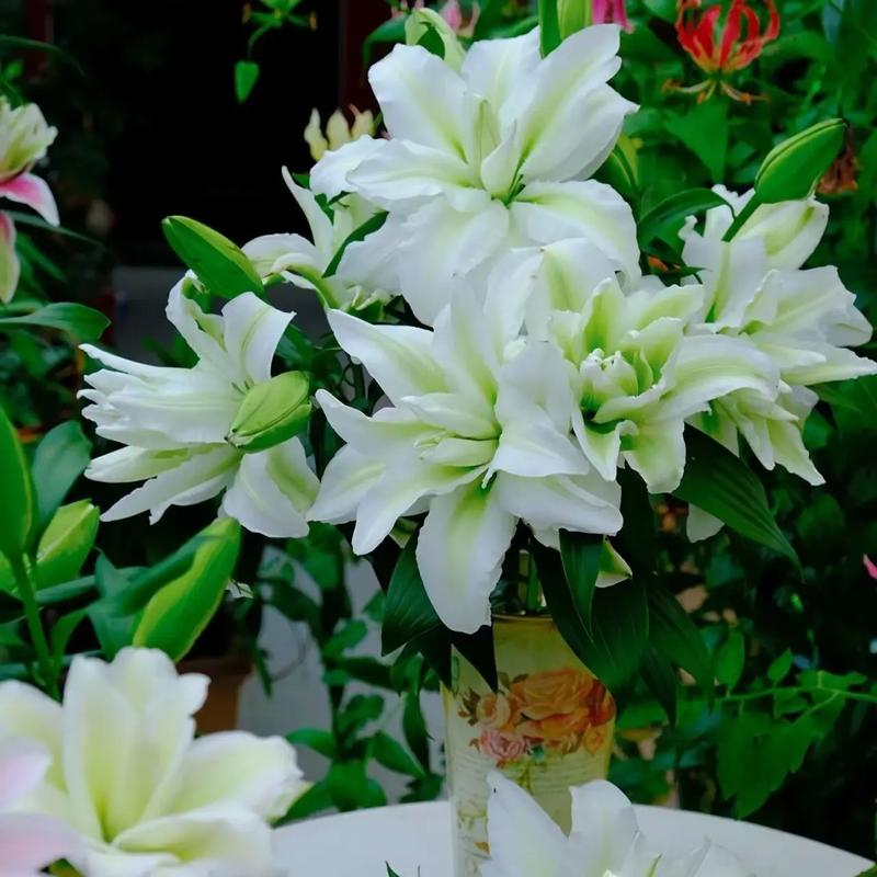 百合花界的巨无霸爱莎花型巨大又美又香阳台也能养 范文模稿 百合花界的巨无霸爱莎花型巨大又美又香阳台也能养 范文模稿