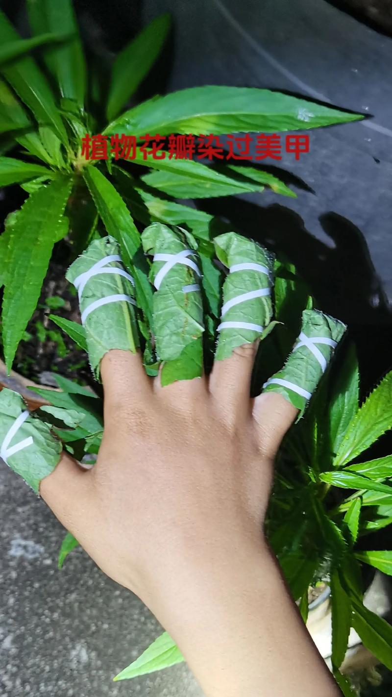 花色淡雅价值高花朵能染指甲指甲花养护简单很常见 范文模稿 花色淡雅价值高花朵能染指甲指甲花养护简单很常见 范文模稿