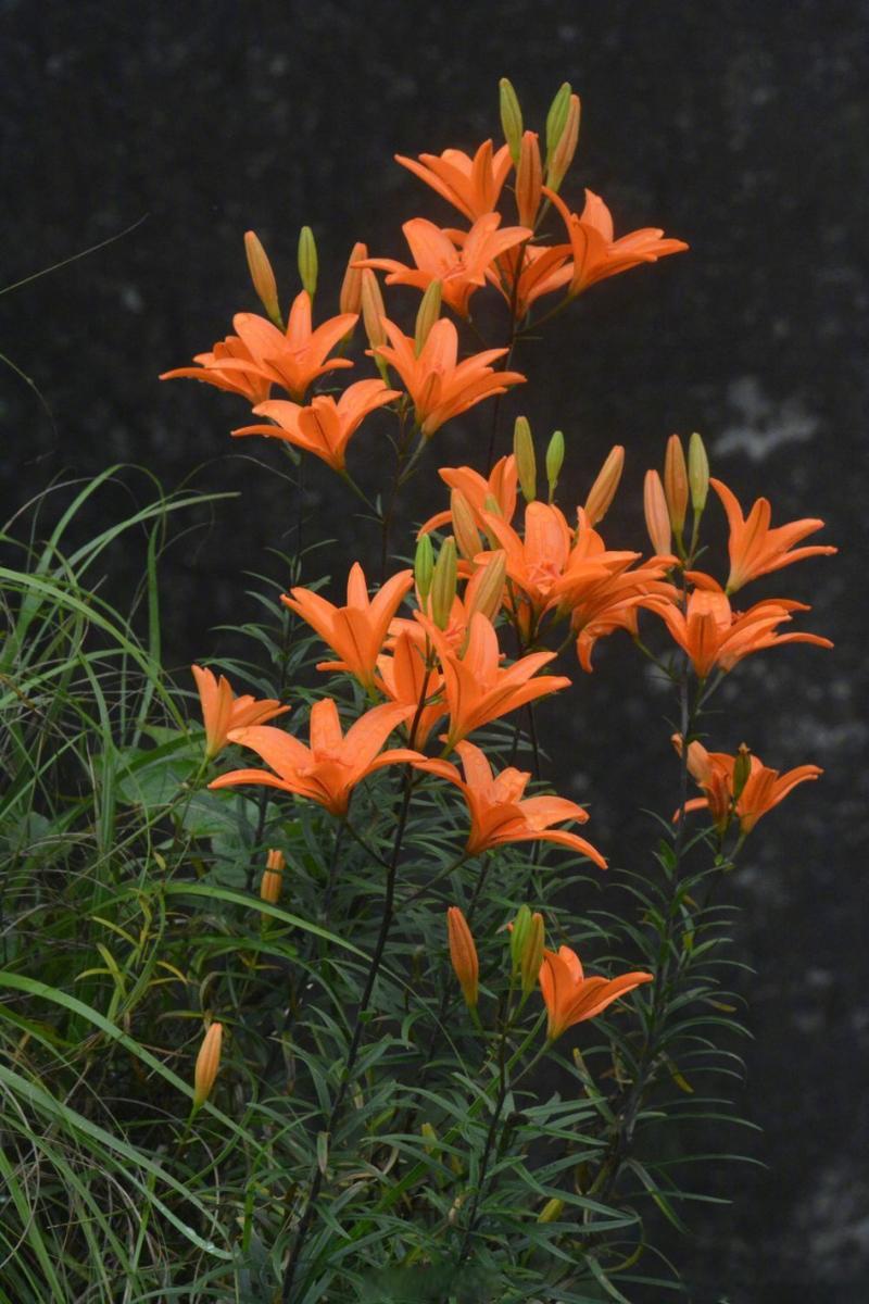 植物学家在浙江神仙居景区发现一种百合花新品种 范文模稿 植物学家在浙江神仙居景区发现一种百合花新品种 范文模稿