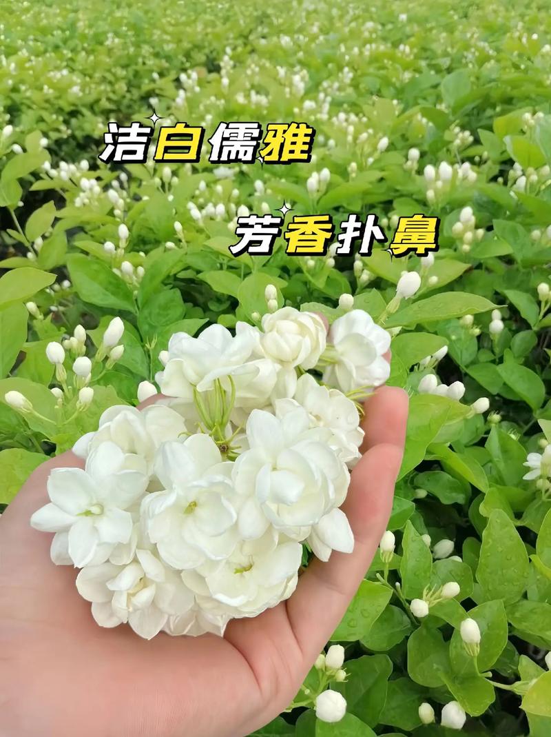 老桩茉莉想养好6步操作不可少做好四季开满花香味十足 范文模稿 老桩茉莉想养好6步操作不可少做好四季开满花香味十足 范文模稿