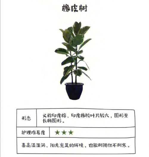 家庭种树的讲究各种木本植物种植原则 范文模稿 家庭种树的讲究各种木本植物种植原则 范文模稿