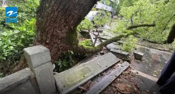 杭州西湖边500年古树被撞断案司机全责公开赔礼道歉保险公司赔偿113850元 范文模稿 杭州西湖边500年古树被撞断案司机全责公开赔礼道歉保险公司赔偿113850元 范文模稿