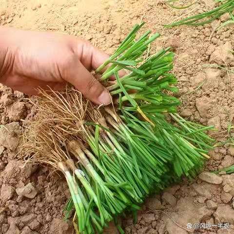 种植韭菜养根是核心怎样才能养护好韭菜的根系告诉你十个技巧 范文模稿 种植韭菜养根是核心怎样才能养护好韭菜的根系告诉你十个技巧 范文模稿