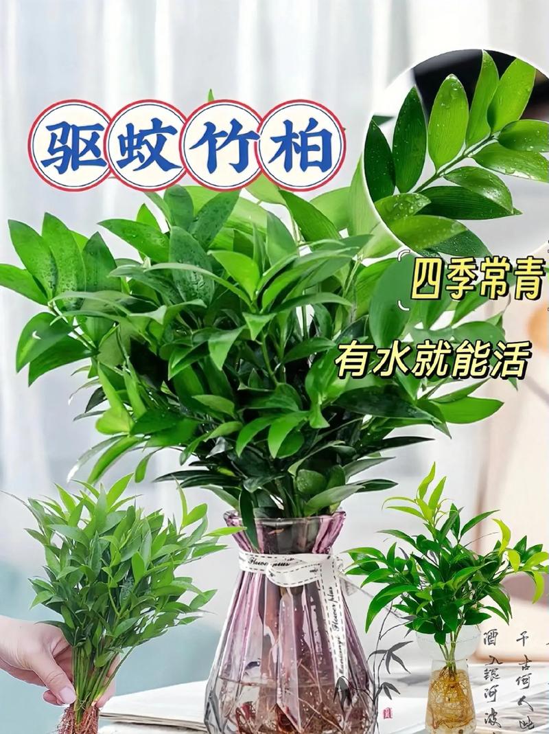 水培植物有蚊子怎么办3个小技巧轻松赶走蚊子实用又环保 范文模稿 水培植物有蚊子怎么办3个小技巧轻松赶走蚊子实用又环保 范文模稿