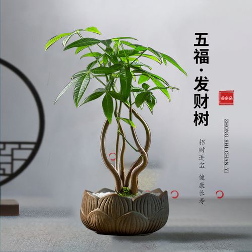 买的小盆栽到啦发财树祝大家2024发大财办公日常 范文模稿 买的小盆栽到啦发财树祝大家2024发大财办公日常 范文模稿