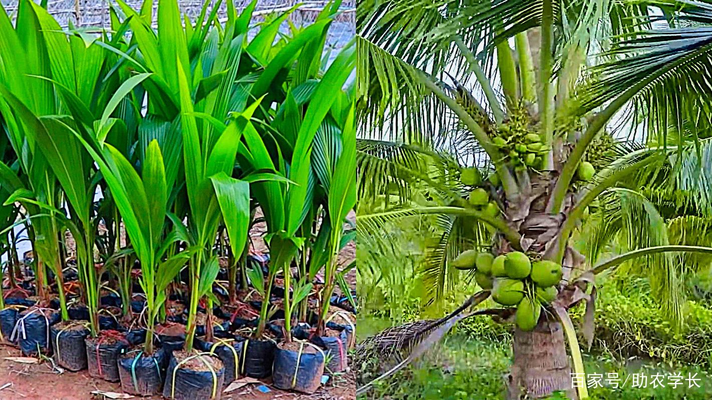 椰子树种植技术与管理 范文模稿 椰子树种植技术与管理 范文模稿