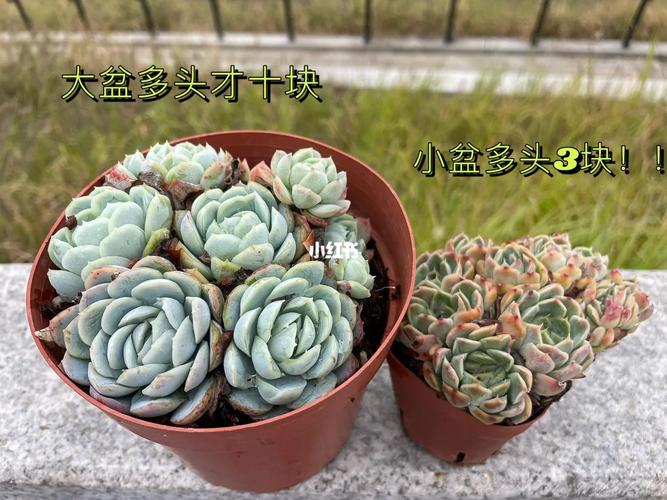临沂多肉植物市场价格跳水 范文模稿 临沂多肉植物市场价格跳水 范文模稿