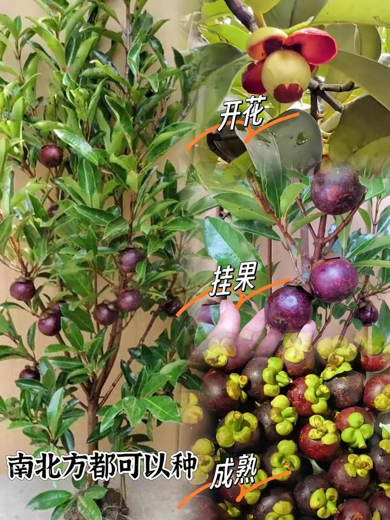 山竹应该怎么种植要注意哪些事项 范文模稿 山竹应该怎么种植要注意哪些事项 范文模稿