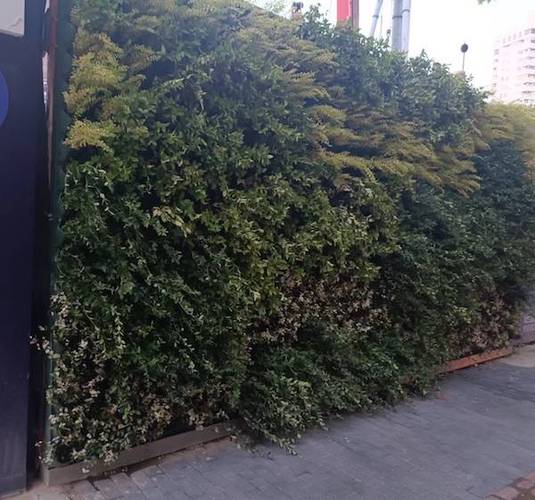 新闻追踪丨排查水患更换植物 盆栽墙焕然一新 范文模稿 新闻追踪丨排查水患更换植物 盆栽墙焕然一新 范文模稿