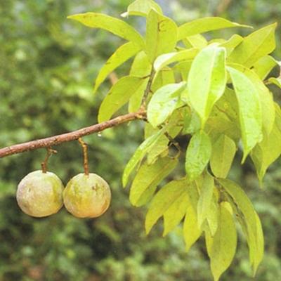 守护蒜头果 铺就致富路 范文模稿 守护蒜头果 铺就致富路 范文模稿