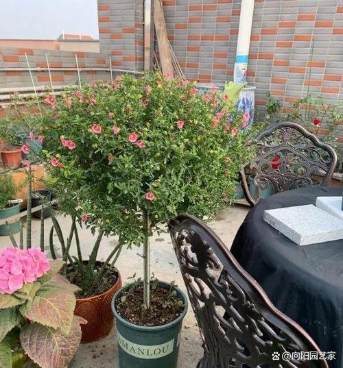 南北温差大南方能养万物高温高湿养花养多肉都可以 范文模稿 南北温差大南方能养万物高温高湿养花养多肉都可以 范文模稿