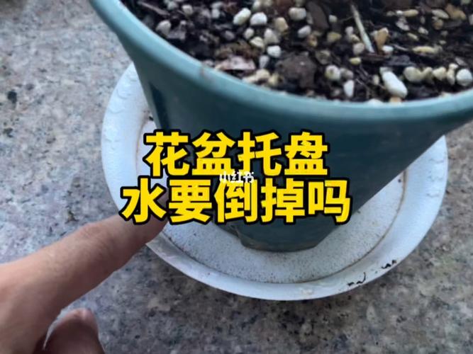 花盆托盘里的水要倒掉吗正确使用方法托盘使用不对花卉烂根 范文模稿 花盆托盘里的水要倒掉吗正确使用方法托盘使用不对花卉烂根 范文模稿