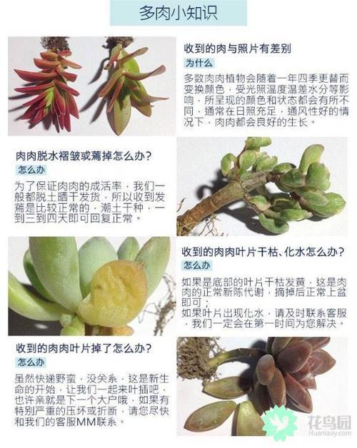 多肉养护宝典一文看懂多肉植物养护让你的肉肉健康生长 范文模稿 多肉养护宝典一文看懂多肉植物养护让你的肉肉健康生长 范文模稿